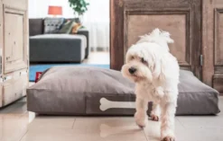 Fatboy Doggielounge Stonewashed Hondenkussen Small Taupe -Flos || EMU Winkel x886x886 fatboy doggielounge stonewashed hondenzitzak5.jpg.pagespeed.ic .ljU9bSMIyk 1