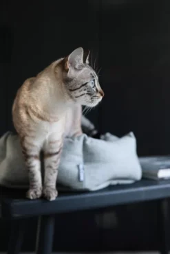 MiaCara Calma Kattenmand Ø45 Donkergrijs -Flos || EMU Winkel x886x886 miacara calma kattenmand8.jpg.pagespeed.ic .Q7u94QfPD