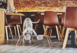 MiaCara Cena Hondenvoerbak Medium Stone -Flos || EMU Winkel x886x886 miacara cena hondenvoerbak l3.jpg.pagespeed.ic .PokejmiFju