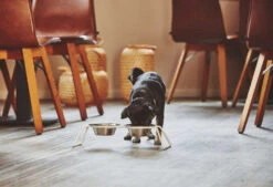 MiaCara Cena Hondenvoerbak Medium Stone -Flos || EMU Winkel x886x886 miacara cena hondenvoerbak s1.jpg.pagespeed.ic . z6qX82r A