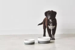 MiaCara Coppa Hondenvoerbak Small/medium Ø17.5 Nude 10 MiaCara Coppa Hondenvoerbak Small/medium Ø17.5 Nude -Flos || EMU Winkel x886x886 miacara coppa hondenvoerbak medium large.jpg.pagespeed.ic .ga3wGkeSBU