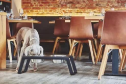 MiaCara Desco Hondenvoerbak Medium Essen Grijs -Flos || EMU Winkel x886x886 miacara desco hondenvoerbak medium25.jpg.pagespeed.ic .j3pooza1mJ 4