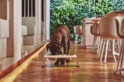 MiaCara Desco Hondenvoerbak Medium Essen Grijs -Flos || EMU Winkel x886x886 miacara desco hondenvoerbak medium29.jpg.pagespeed.ic .qqG YeMHRM 3