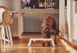 MiaCara Desco Hondenvoerbak Medium Essen Zwart -Flos || EMU Winkel x886x886 miacara desco hondenvoerbak medium33.jpg.pagespeed.ic .TDHbqON8WS