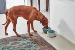 MiaCara Doppio Hondenvoerbak Medium Pine -Flos || EMU Winkel x886x886 miacara doppio hondenvoerbak met blad small3.jpg.pagespeed.ic .s6lMs3l lx