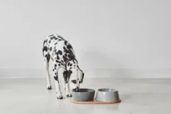 MiaCara Doppio Hondenvoerbak Small Beton -Flos || EMU Winkel x886x886 miacara doppio hondenvoerbak met blad small4.jpg.pagespeed.ic .k5EHvUDsAI 4