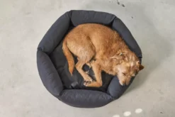 MiaCara Felice Hondenmand Large Ø100 Sand -Flos || EMU Winkel x886x886 miacara felice hondenmand large6.jpg.pagespeed.ic .MhWjEs72WR 1