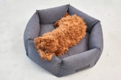 MiaCara Felice Hondenmand Ø80 Medium Anthracite -Flos || EMU Winkel x886x886 miacara felice hondenmand large7.jpg.pagespeed.ic .Q yoH1Z3WT 3