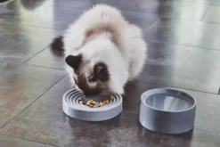 MiaCara Piatto Kattenvoerbak Ø16 Berry -Flos || EMU Winkel x886x886 miacara fresco kattenvoerbak11.jpg.pagespeed.ic .bKzc2GDKN