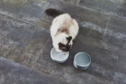 MiaCara Piatto Kattenvoerbak Ø16 Berry -Flos || EMU Winkel x886x886 miacara fresco kattenvoerbak13.jpg.pagespeed.ic .YHFGgtlqrS