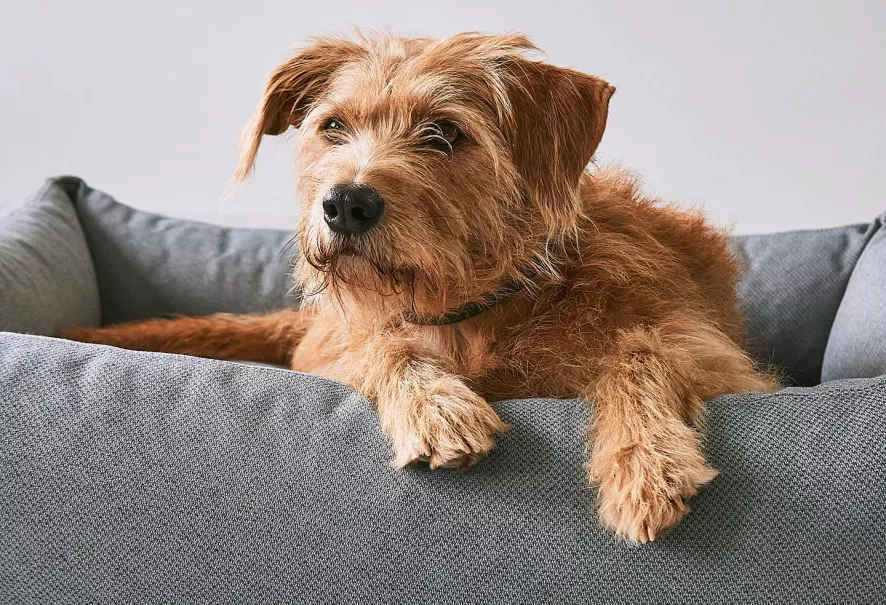 MiaCara Mare Hondenmand Large Sand 7 MiaCara Mare Hondenmand Large Sand - Afbeelding 5