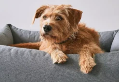 MiaCara Mare Hondenmand Small Sand 14 MiaCara Mare Hondenmand Small Sand -Flos || EMU Winkel x886x886 miacara mare hondenmand small3.jpg.pagespeed.ic .WhmckH0NGt 5