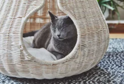 MiaCara Perla Kattenmand Ø55.6 Antraciet -Flos || EMU Winkel x886x886 miacara perla kattenmand2.jpg.pagespeed.ic .Pbb1wZoTLK 1