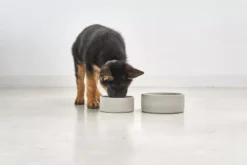 MiaCara Scodella Hondenvoerbak Large Greige -Flos || EMU Winkel x886x886 miacara scodella hondenvoerbak large2.jpg.pagespeed.ic .EPohjv346t 2