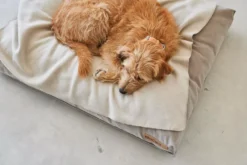 MiaCara Velluto Hondenkussen Medium Greige -Flos || EMU Winkel x886x886 miacara velluto hondenkussen large1.jpg.pagespeed.ic .grdU4YVL2l 1