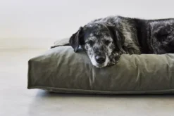 MiaCara Velluto Hondenkussen Small Nude -Flos || EMU Winkel x886x886 miacara velluto hondenkussen large4.jpg.pagespeed.ic .eNEPec7q3Q 3