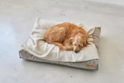 MiaCara Velluto Hondenkussen Small Greige -Flos || EMU Winkel x886x886 miacara velluto hondenkussen large7.jpg.pagespeed.ic .j82ewdixs9 2