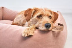 MiaCara Velluto Hondenmand Large Nude -Flos || EMU Winkel x886x886 miacara velluto hondenmand large11.jpg.pagespeed.ic .0QPHqCgLpa 3